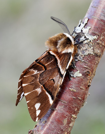 67.001 BF1644 Kentish Glory Endromis versicolora
