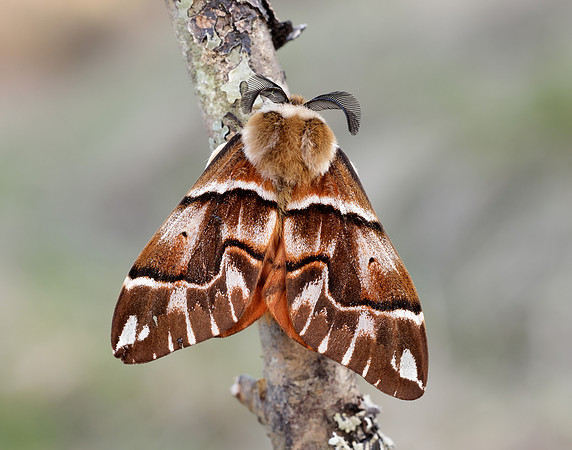67.001 BF1644 Kentish Glory Endromis versicolora