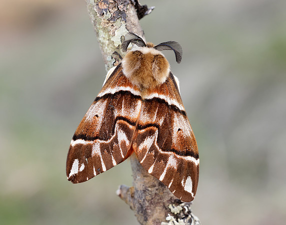 67.001 BF1644 Kentish Glory Endromis versicolora