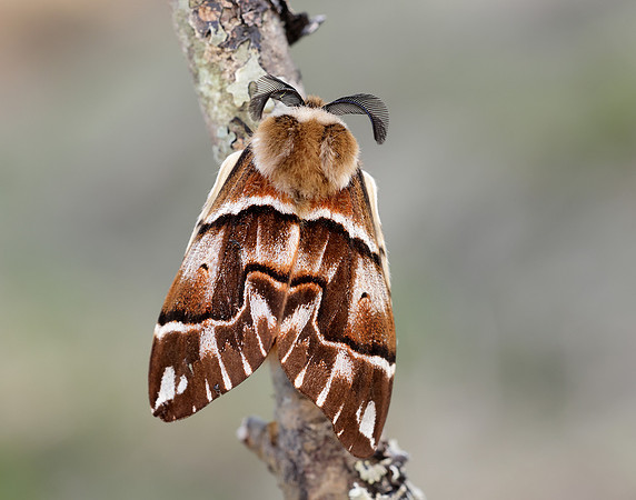 67.001 BF1644 Kentish Glory Endromis versicolora