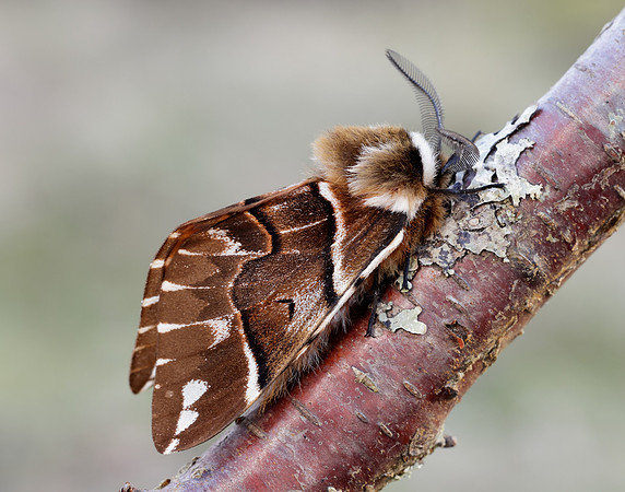 67.001 BF1644 Kentish Glory Endromis versicolora
