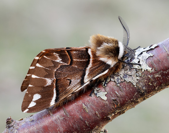 67.001 BF1644 Kentish Glory Endromis versicolora