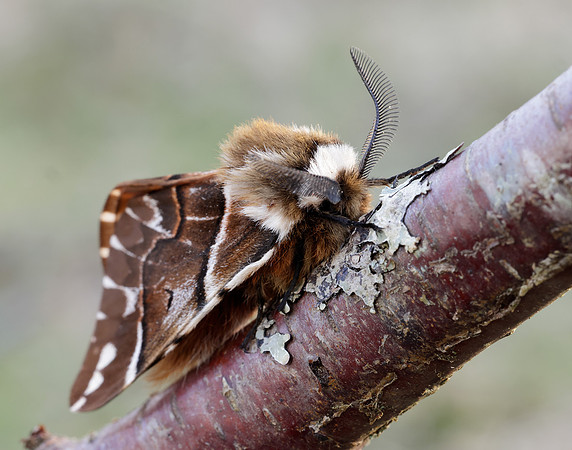67.001 BF1644 Kentish Glory Endromis versicolora