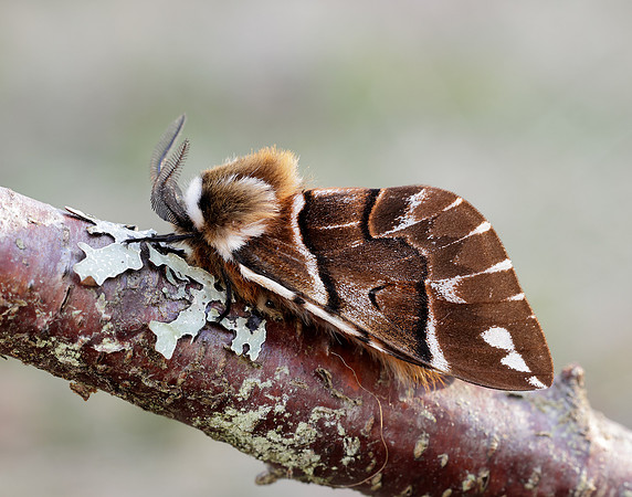 67.001 BF1644 Kentish Glory Endromis versicolora