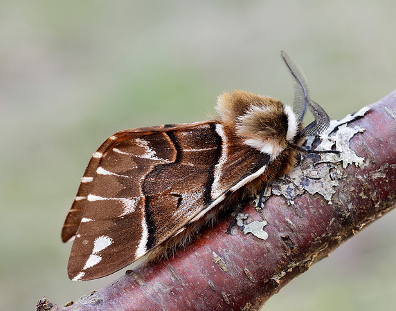 67.001 BF1644 Kentish Glory Endromis versicolora