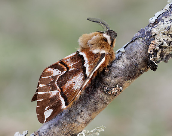 67.001 BF1644 Kentish Glory Endromis versicolora