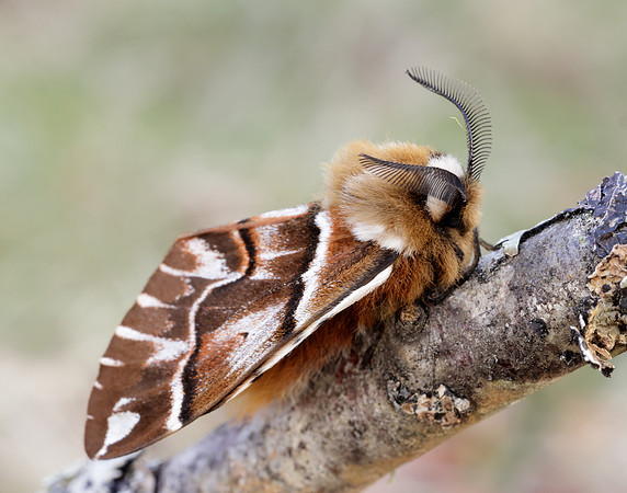 67.001 BF1644 Kentish Glory Endromis versicolora