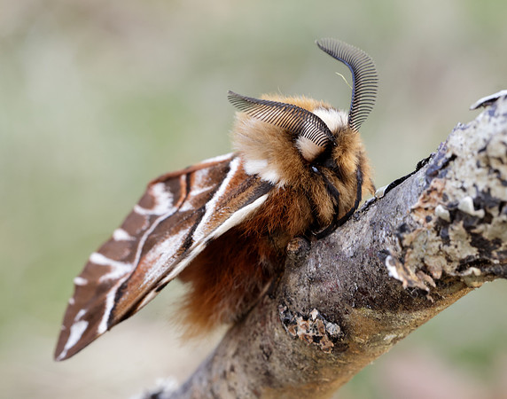 67.001 BF1644 Kentish Glory Endromis versicolora