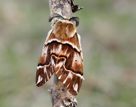67.001 BF1644 Kentish Glory Endromis versicolora