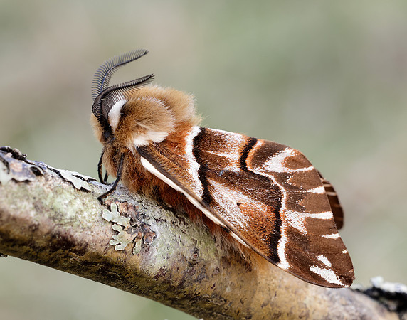 67.001 BF1644 Kentish Glory Endromis versicolora