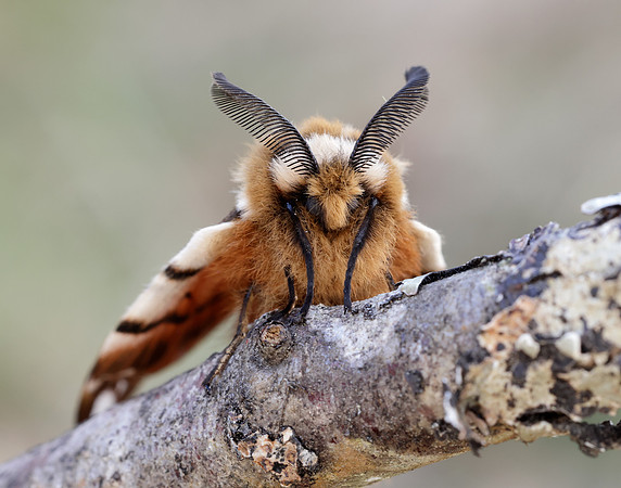 67.001 BF1644 Kentish Glory Endromis versicolora