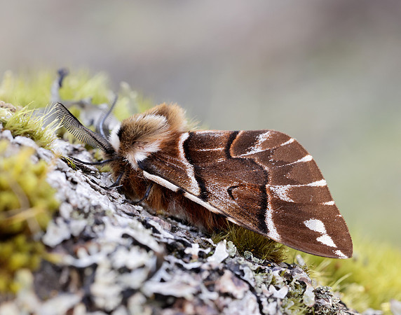 67.001 BF1644 Kentish Glory Endromis versicolora