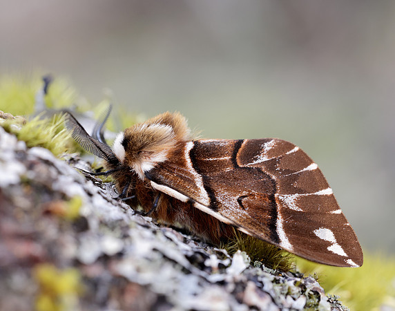 67.001 BF1644 Kentish Glory Endromis versicolora