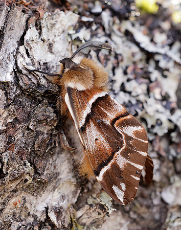 67.001 BF1644 Kentish Glory Endromis versicolora