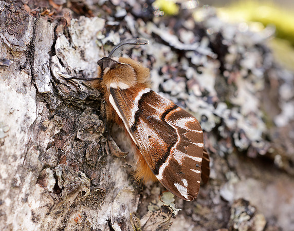 67.001 BF1644 Kentish Glory Endromis versicolora
