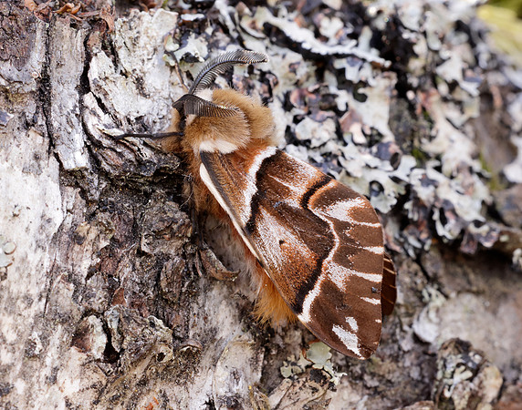 67.001 BF1644 Kentish Glory Endromis versicolora