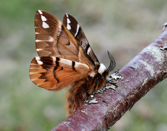 67.001 BF1644 Kentish Glory Endromis versicolora
