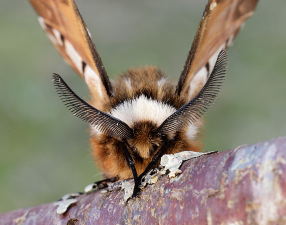 67.001 BF1644 Kentish Glory Endromis versicolora