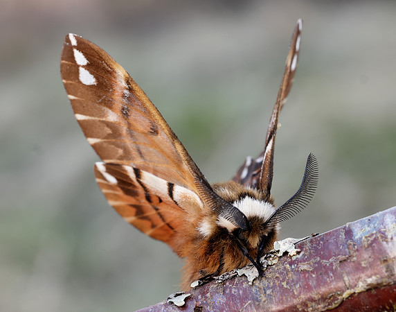 67.001 BF1644 Kentish Glory Endromis versicolora