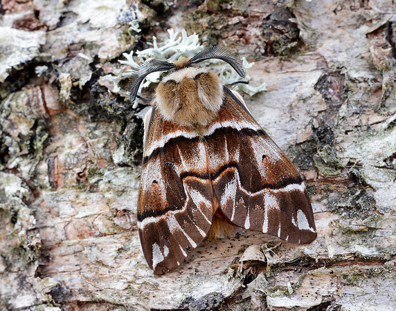 67.001 BF1644 Kentish Glory Endromis versicolora