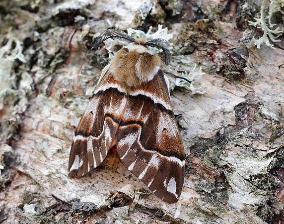 67.001 BF1644 Kentish Glory Endromis versicolora