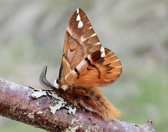 67.001 BF1644 Kentish Glory Endromis versicolora