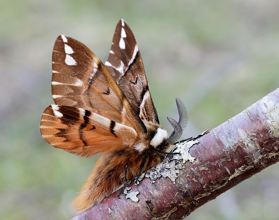67.001 BF1644 Kentish Glory Endromis versicolora