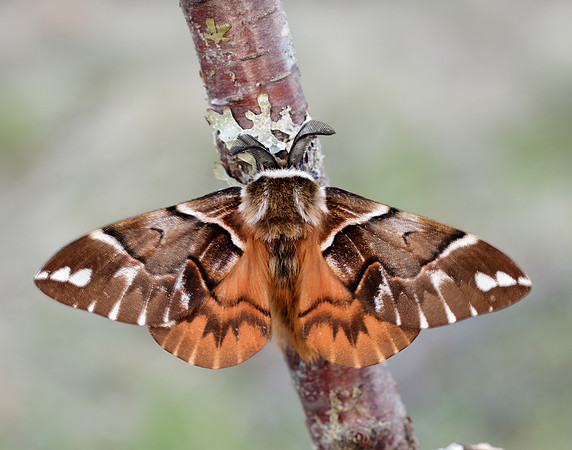 67.001 BF1644 Kentish Glory Endromis versicolora