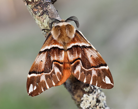 67.001 BF1644 Kentish Glory Endromis versicolora