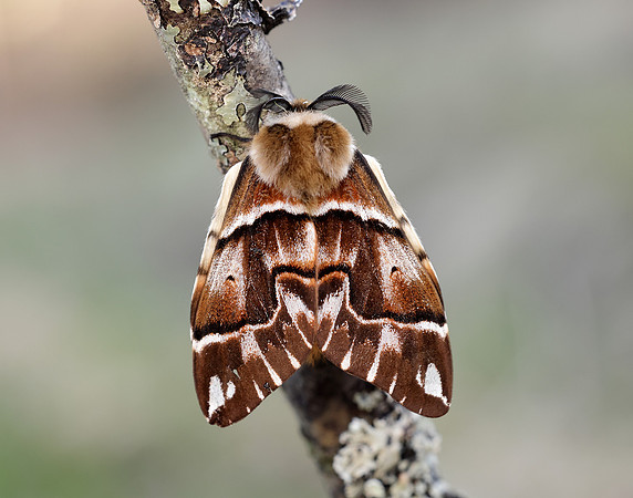 67.001 BF1644 Kentish Glory Endromis versicolora