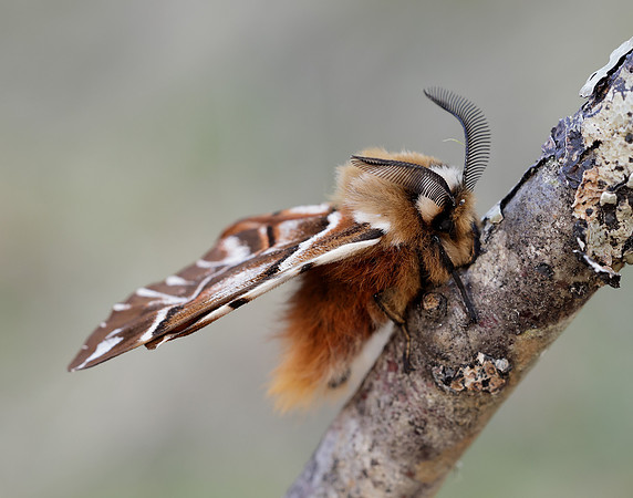 67.001 BF1644 Kentish Glory Endromis versicolora
