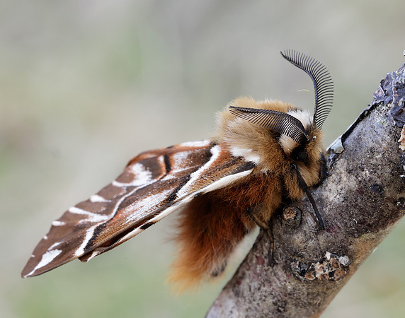 67.001 BF1644 Kentish Glory Endromis versicolora