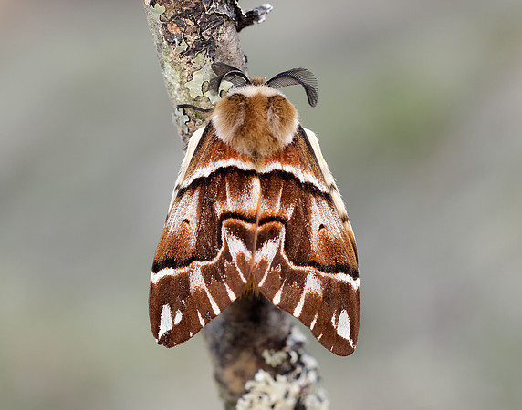 67.001 BF1644 Kentish Glory Endromis versicolora