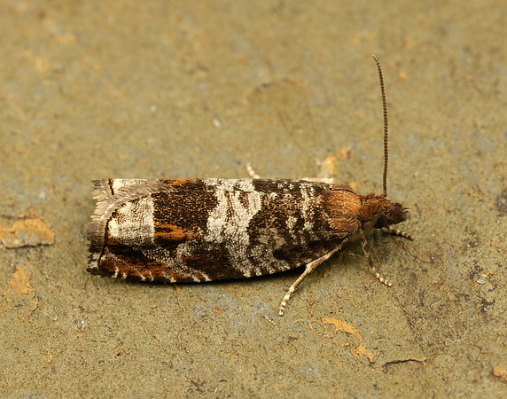 49.215 BF1115 Ancylis achatana