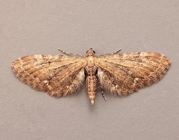 70.183 BF1834 Common Pug Eupithecia vulgata