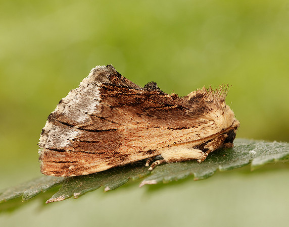 71.022 BF2009 Maple Prominent Ptilodon cucullina