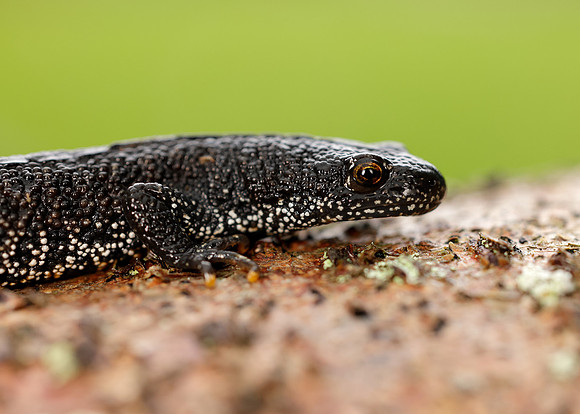 Great Crested Newt Triturus cristatus;