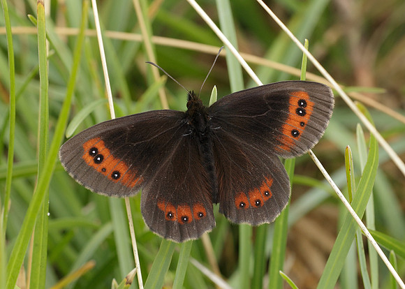 Scotch Argus Erebia aethiops