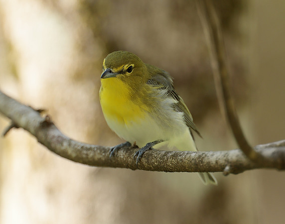 Yellow-throated Vireo Vireo flavifrons