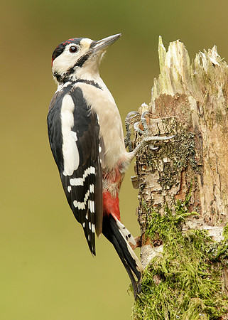 Great Spotted Woodpecker Dendrocopus major