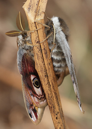 68.001BF 1643 Emperor Moth Saturnia pavonia