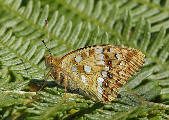 High Brown Fritillary Argynnis adippe