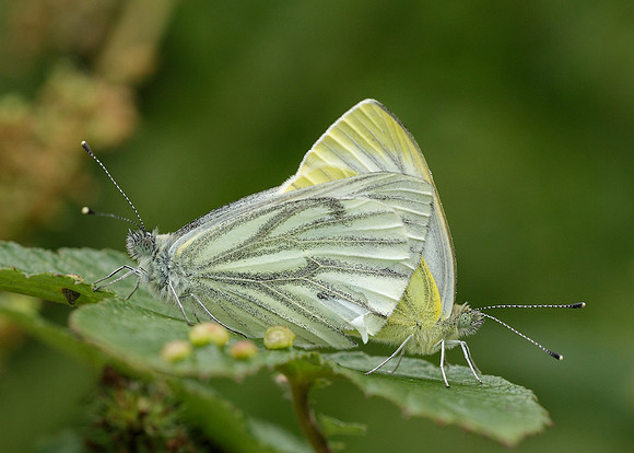 Green-veined White Pieris napi