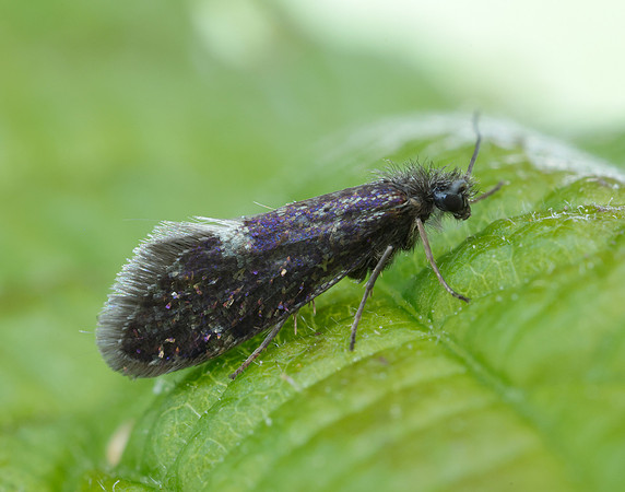 2.003 BF8 Eriocrania unimaculella