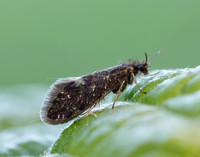 2.003 BF8 Eriocrania unimaculella
