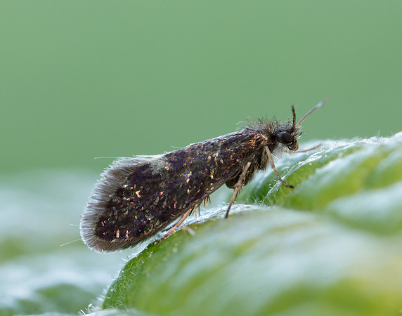 2.003 BF8 Eriocrania unimaculella