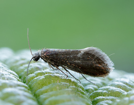 2.003 BF8 Eriocrania unimaculella