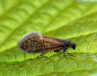 2.003 BF8 Eriocrania unimaculella