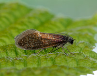 2.003 BF8 Eriocrania unimaculella