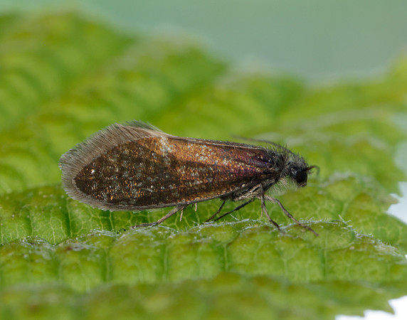 2.003 BF8 Eriocrania unimaculella